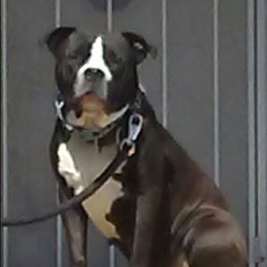 Meet your Posher, Donald